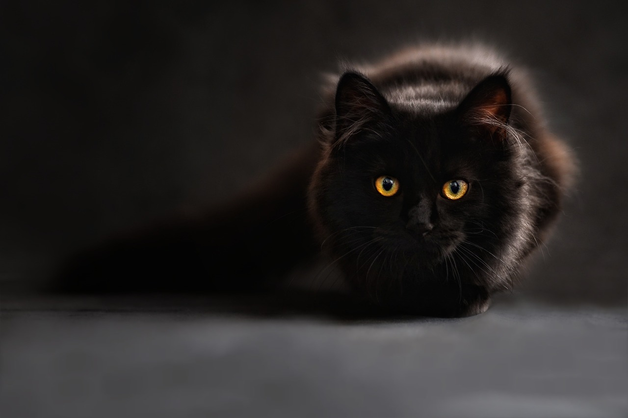 Embracing Love and Luck: The Spiritual Significance of Black Cats